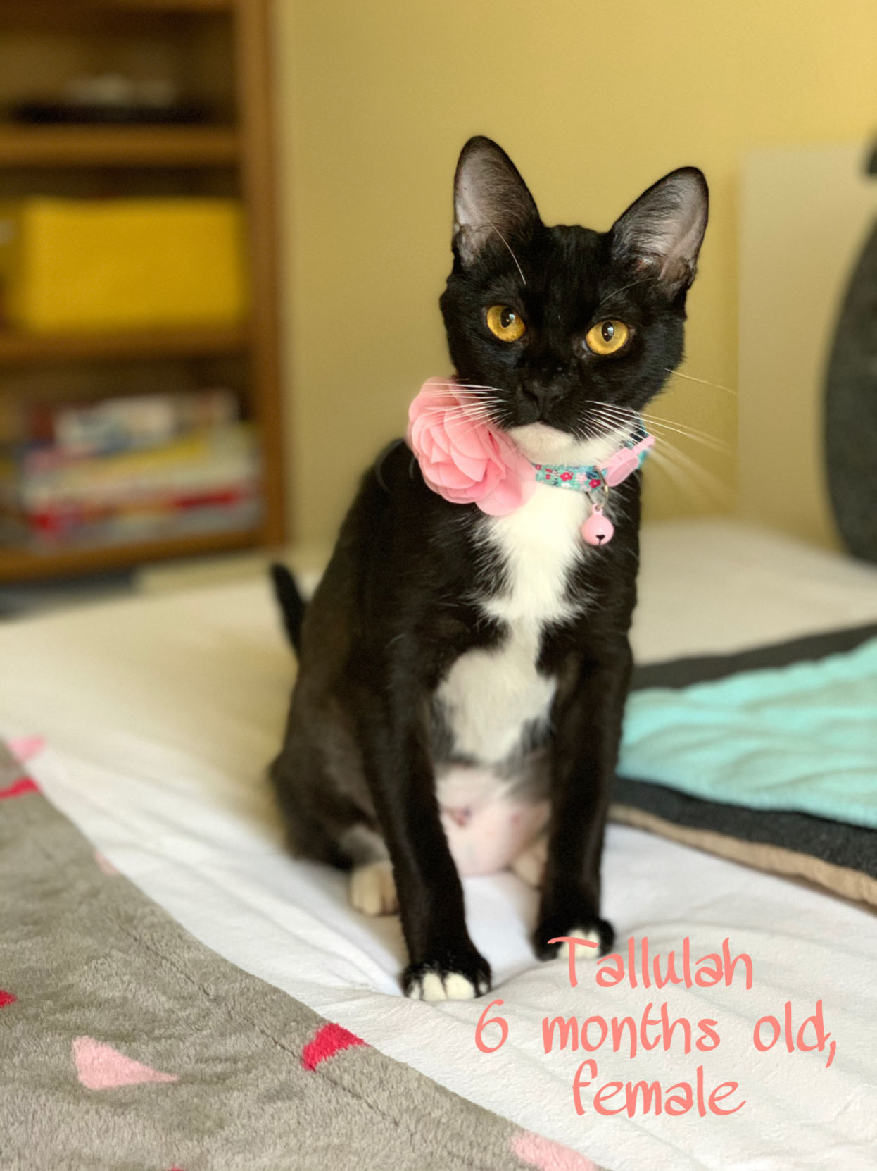 Tallulah